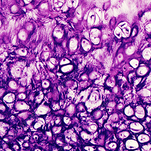Microslide Animal Tissue Epithelial and Cartilage